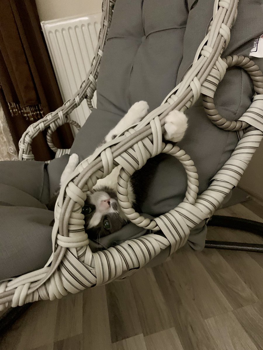 Mehmet Aydın tweet media