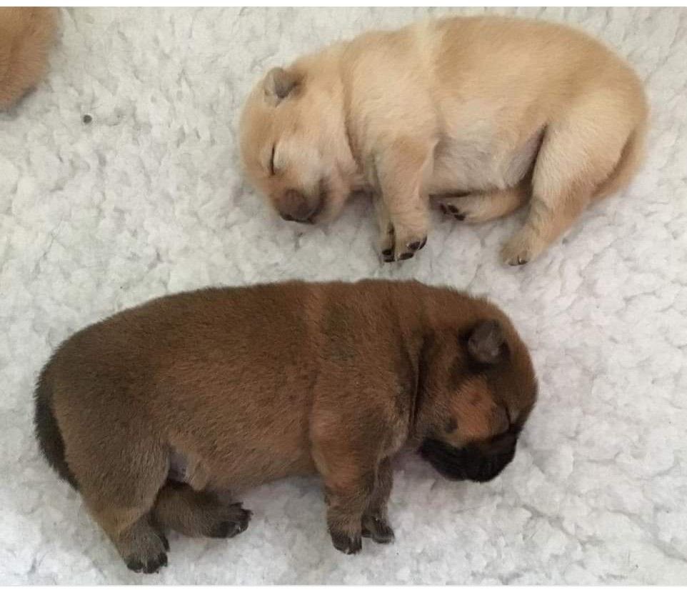 아즈 あず🥩 tweet media