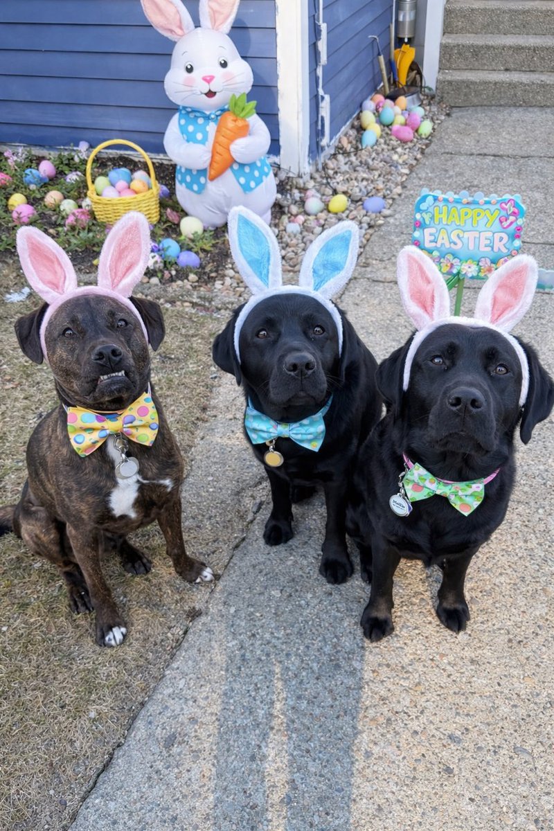 fourmeows's tweet image. Happy Easter pawpals! 🐰🐣🩵💛💚 #rileywillowmollie #HappyEaster #bunny #pittiemix #blacklabs