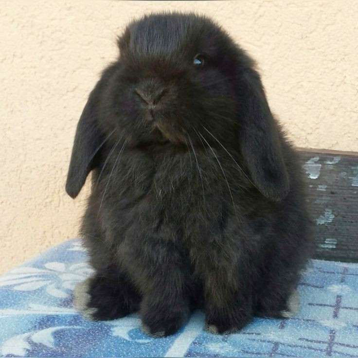 miguel🎈 📞is descendants pilled! tweet media