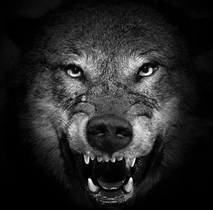 GeenWolf❌🐺 Anita🐄🐄🐄 tweet media