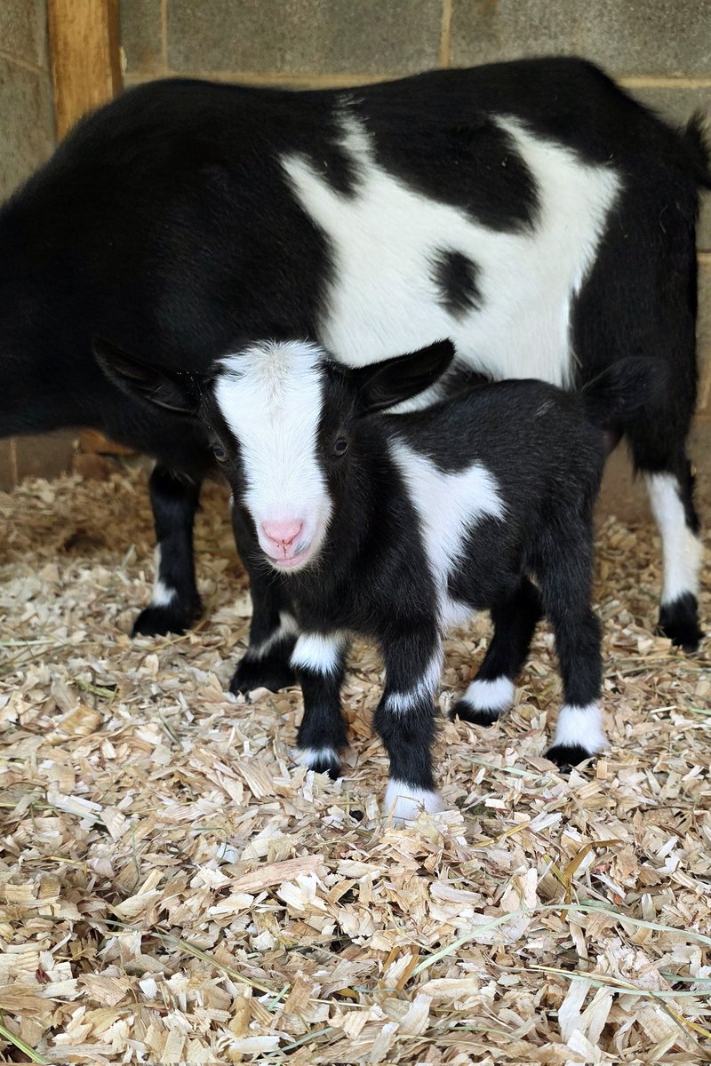 Ms. Esther ❤️ Looks just like her mama, Maybelle.