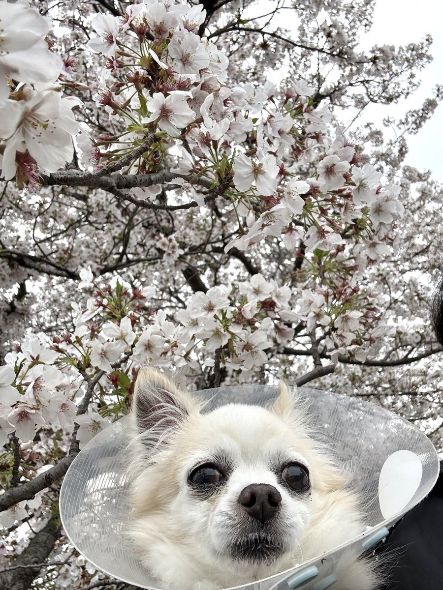 Leon2019_4's tweet image. おはぎょうだ😃
4月6日(月) 行田市☀️☁️最高気温25℃
今週も始まりました。桜満開！心晴れやかに頑張るワン🐶
#チワワ　#ペット　#犬　#保護犬
〔今日のレオンくん↓〕
