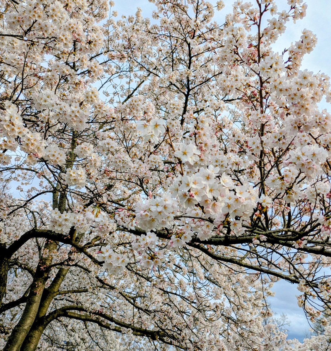 めんどうだ 『麺藤田』 tweet media