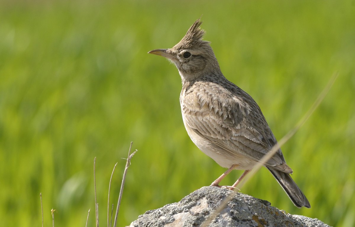dûrzan cîrano tweet media