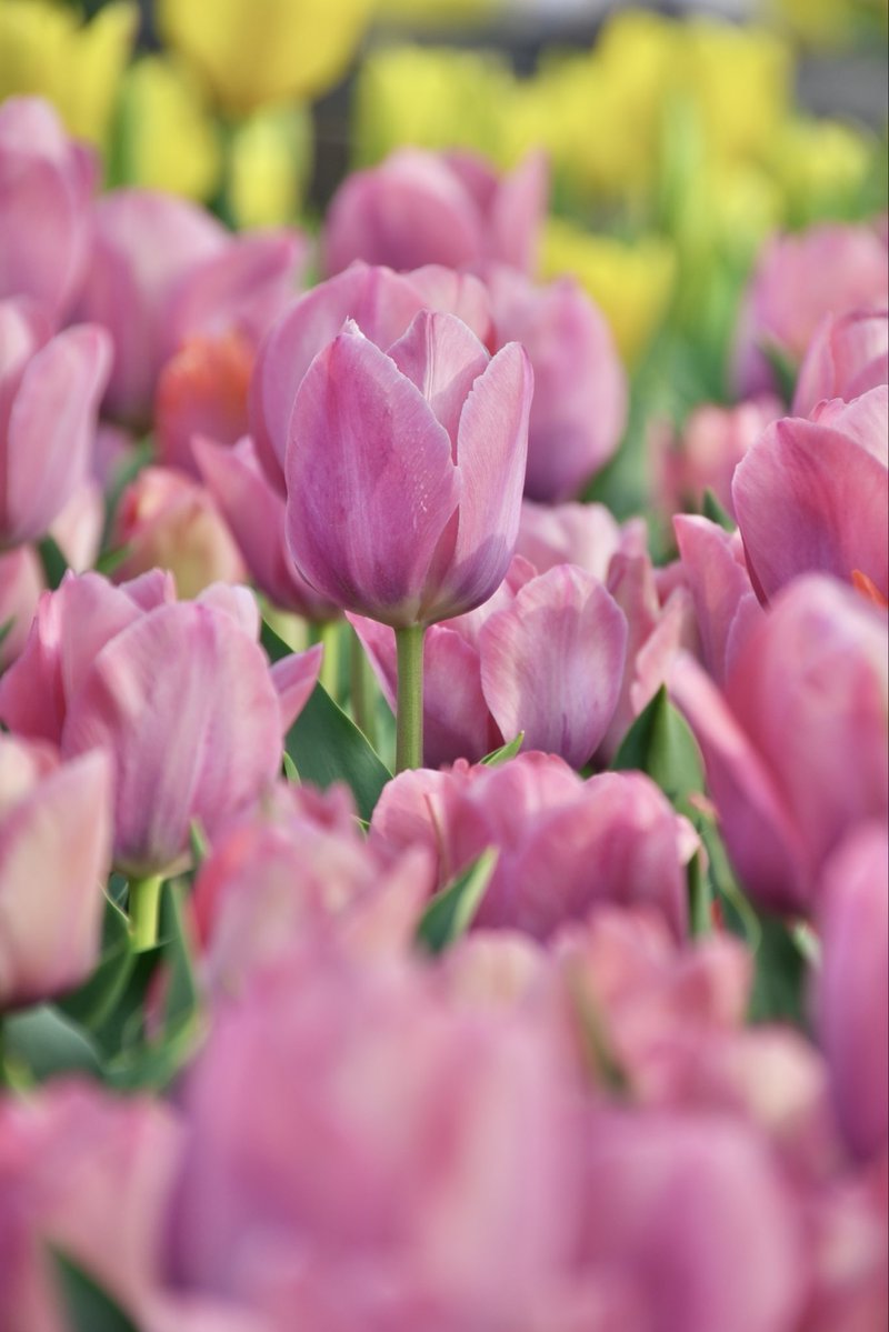 umeboshi3882's tweet image. おはようございます☺️

#TLを花でいっぱいにしよう #なばなの里 #flower