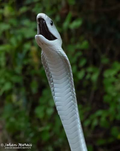 Kolo-Kolo tweet media