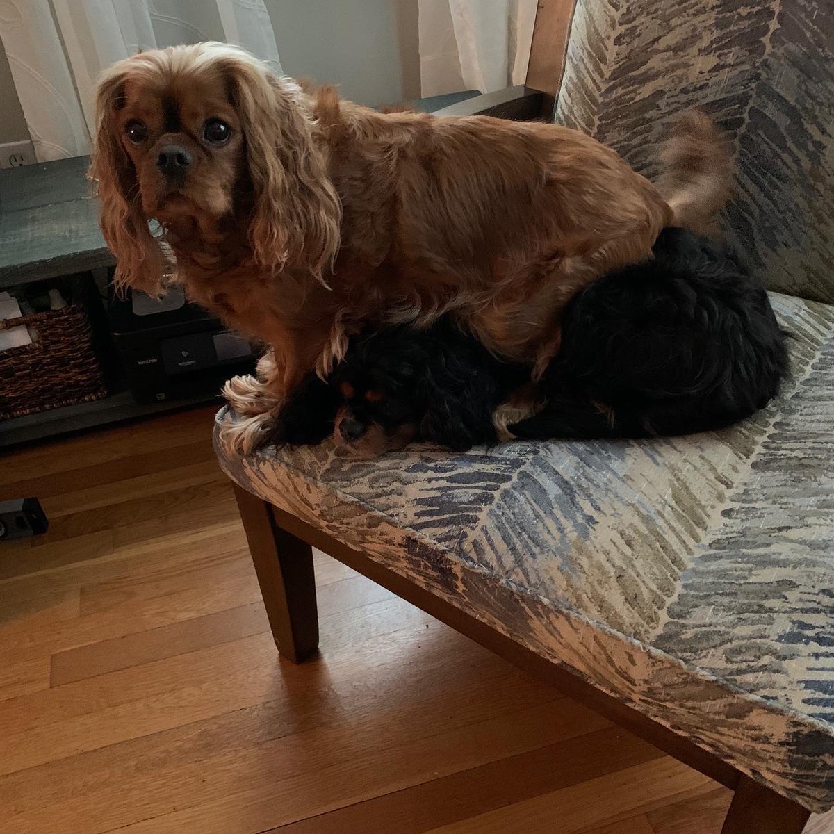 jwjacobs12's tweet image. I can’t believe it’s been 8 days since you’ve been gone. I’m not sure how I’ve made it through a week…nothing is the same without you little girl. We miss you Purkinje. #cavaliers #cavpack