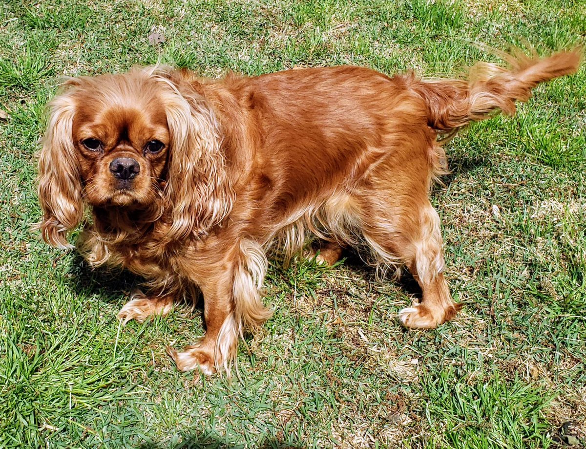jwjacobs12's tweet image. I can’t believe it’s been 8 days since you’ve been gone. I’m not sure how I’ve made it through a week…nothing is the same without you little girl. We miss you Purkinje. #cavaliers #cavpack