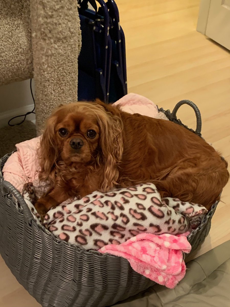 jwjacobs12's tweet image. I can’t believe it’s been 8 days since you’ve been gone. I’m not sure how I’ve made it through a week…nothing is the same without you little girl. We miss you Purkinje. #cavaliers #cavpack
