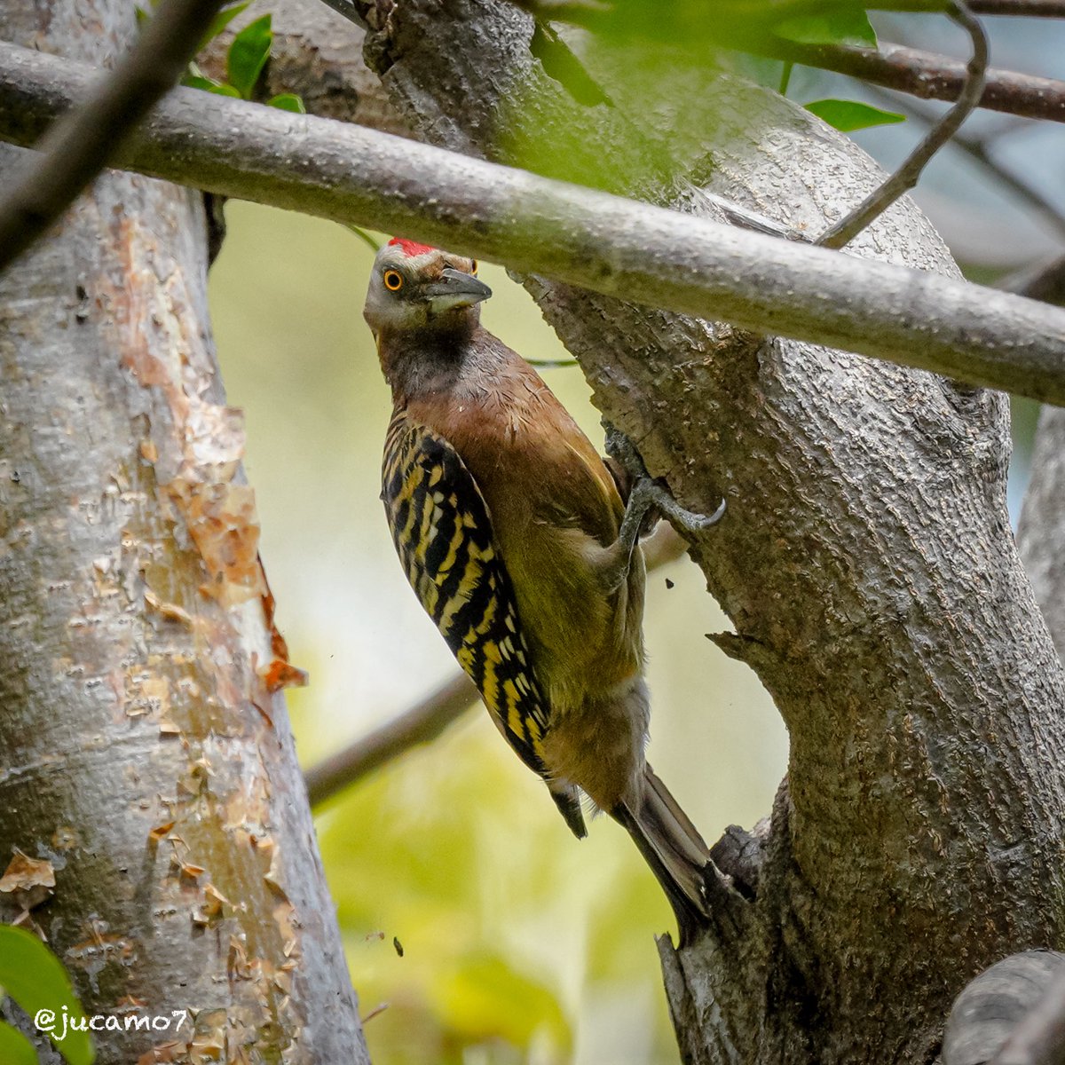 Juan C Montenegro A tweet media