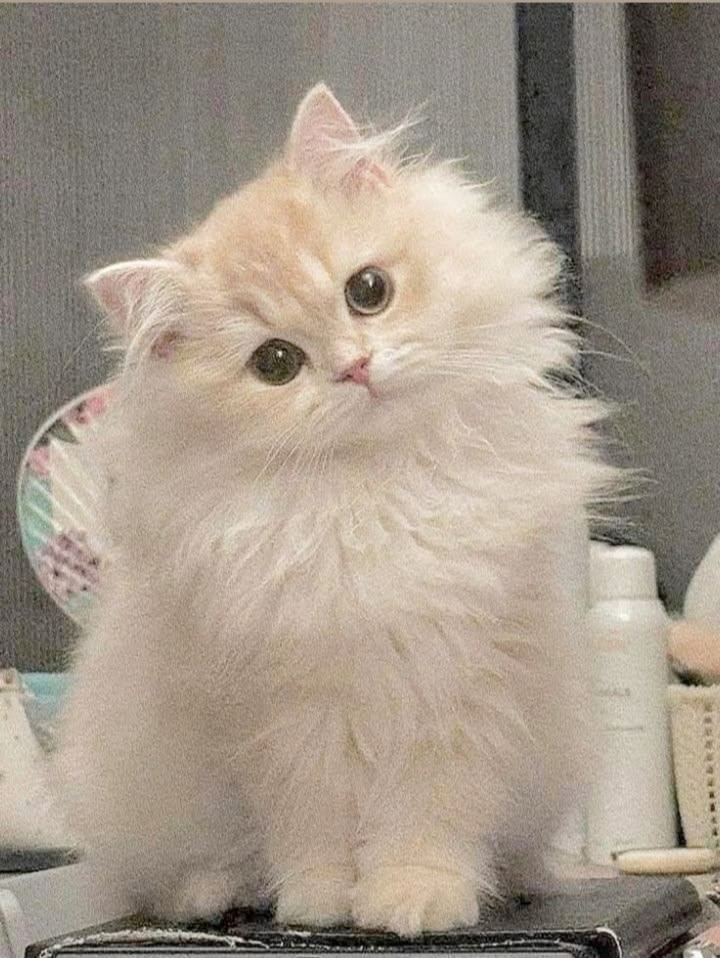 Mary 🕊️ tweet media