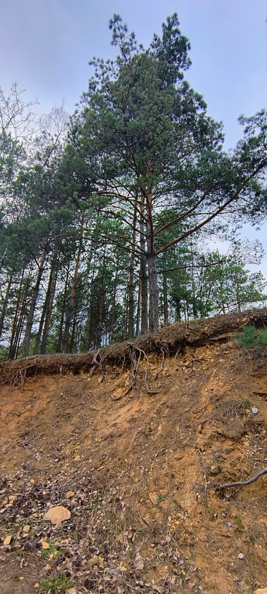 MariolaMarioli3's tweet photo. 🌳 https://t.co/SWsiXUFlfF