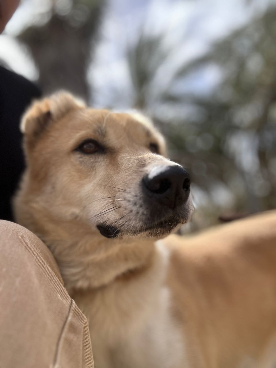 Meitav El tweet media