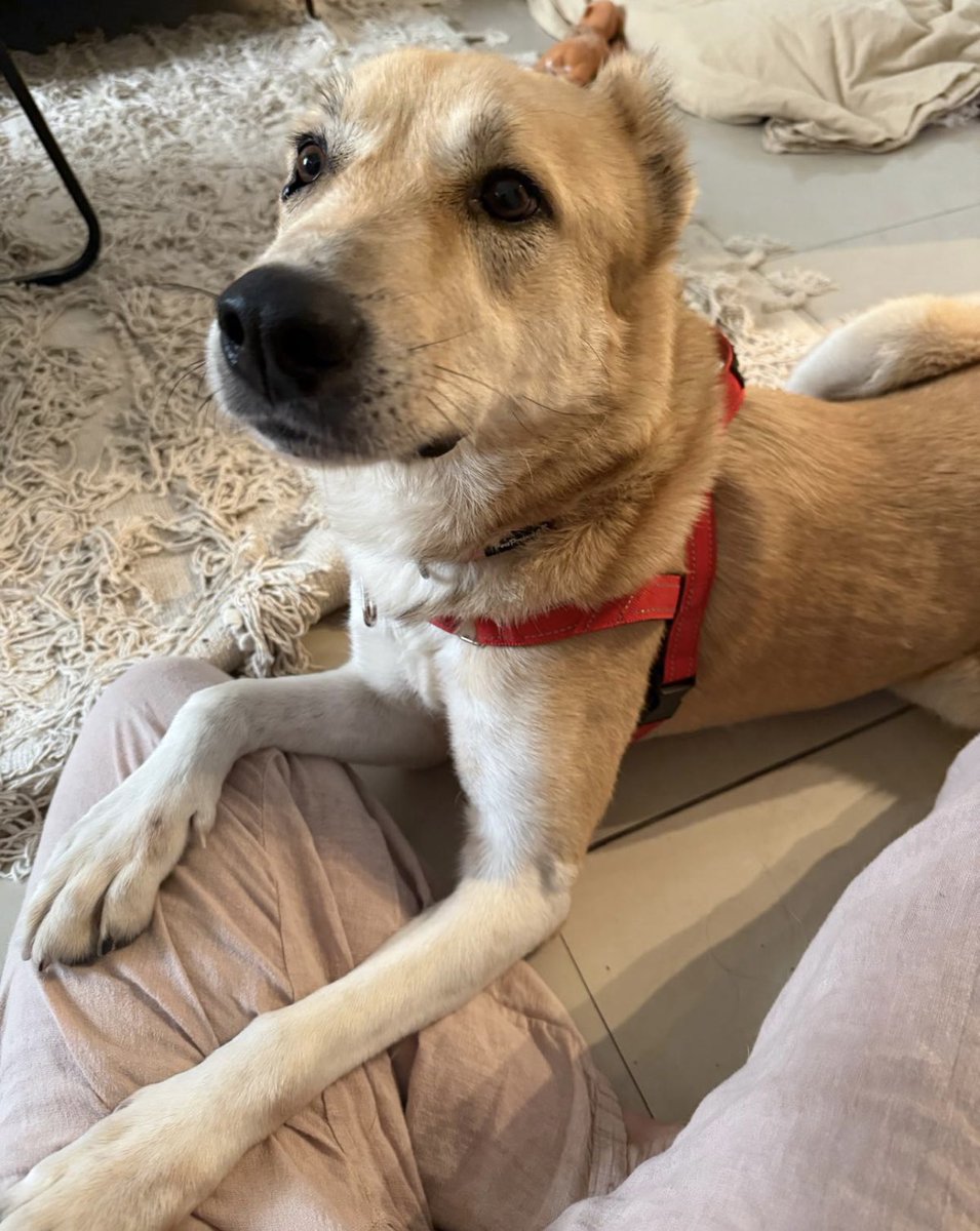 Meitav El tweet media