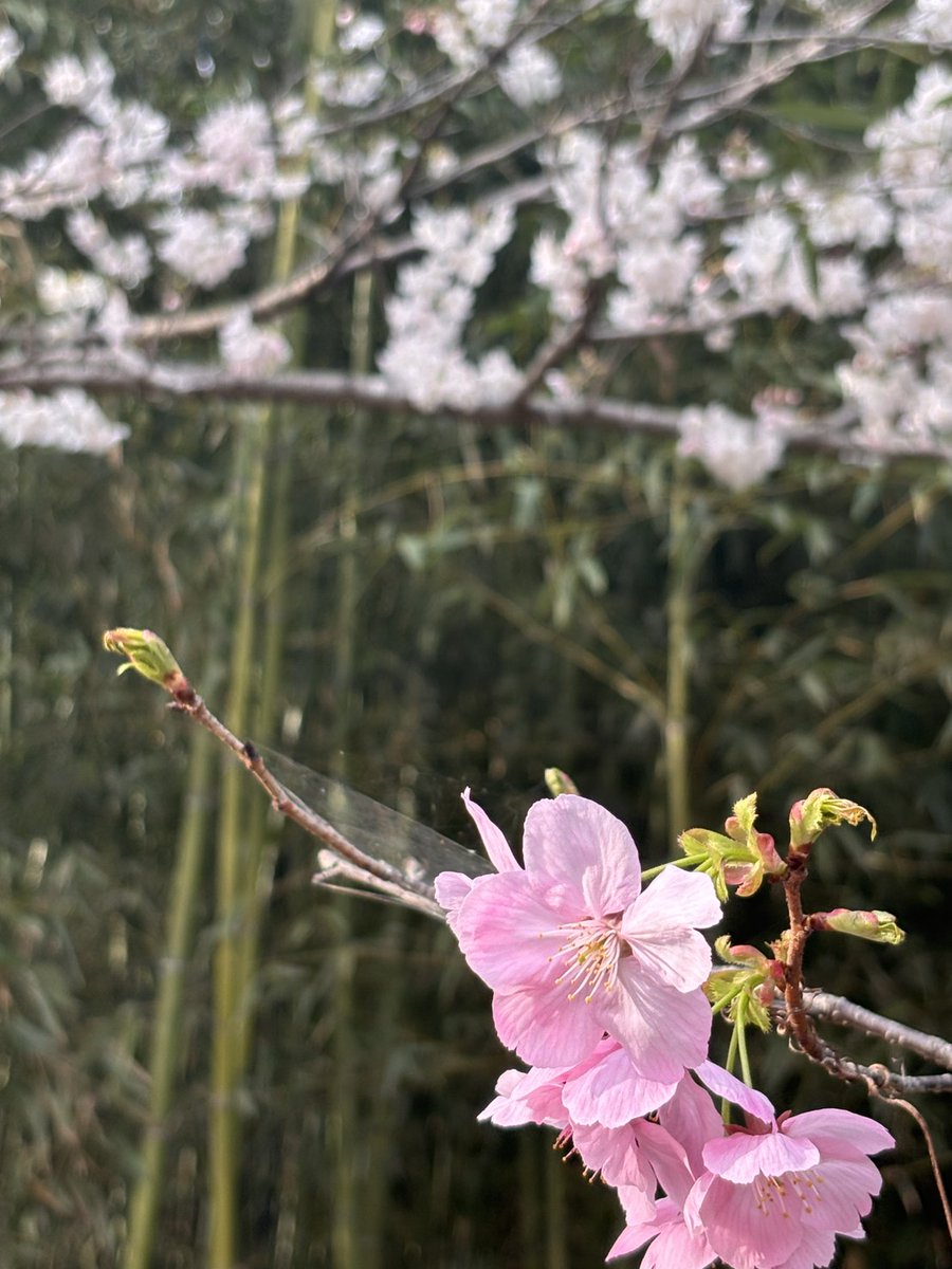 ASK8oniku's tweet photo. 3月末、地元の神社で桜を見てきた。
まだまだ綺麗に見られた頃。 https://t.co/XjvAP8WiKF