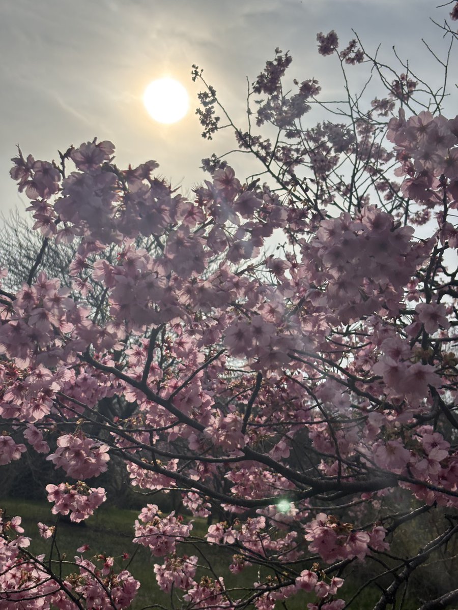 ASK8oniku's tweet photo. 3月末、地元の神社で桜を見てきた。
まだまだ綺麗に見られた頃。 https://t.co/XjvAP8WiKF