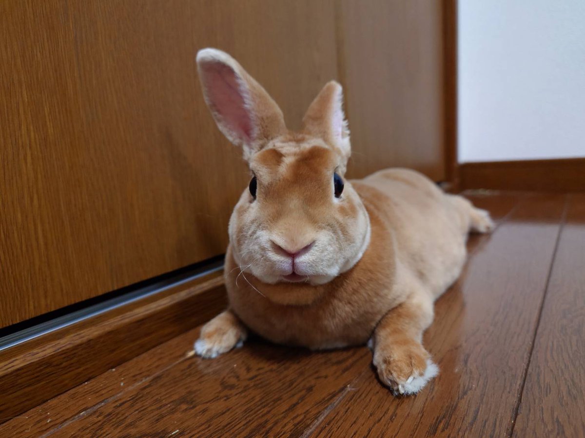 ゆー@もこもこは正義//ミニレッキスころも tweet media