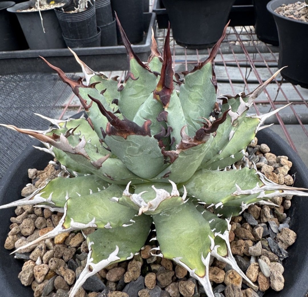 lateblooming tweet media