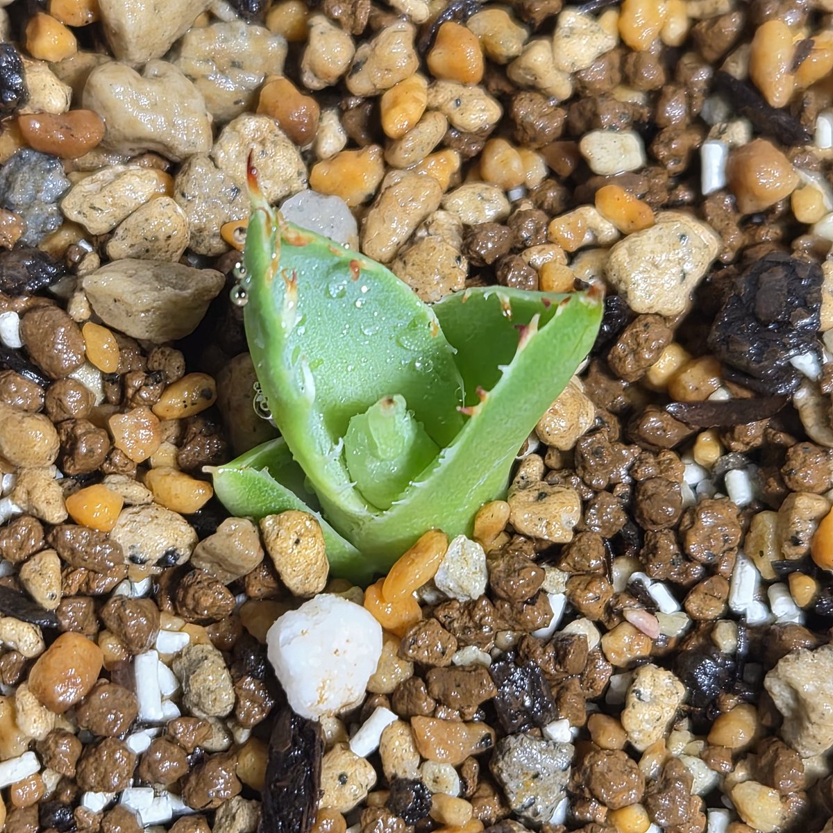 lateblooming tweet media