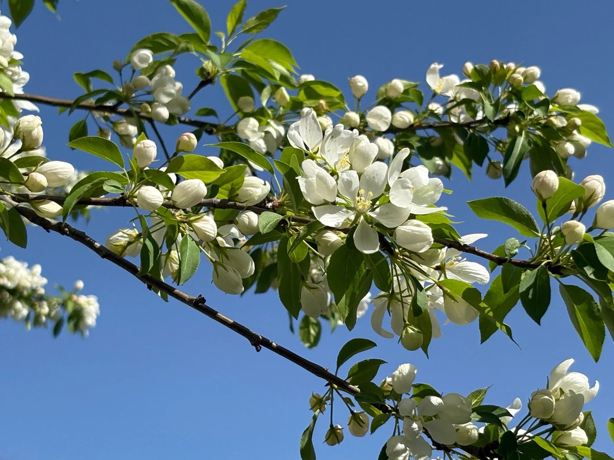 GardenByTheSea's tweet photo. Have a lovely evening friends x
โIf you look the right way, you can see that the whole world is a garden.โ Frances Hodgson Burnett
#appleblossoms #flowers #flowerphotography #Easter #gardeningx #SundayYellow #mygarden #floweringtrees #bluesky https://t.co/bJO4INsCKU