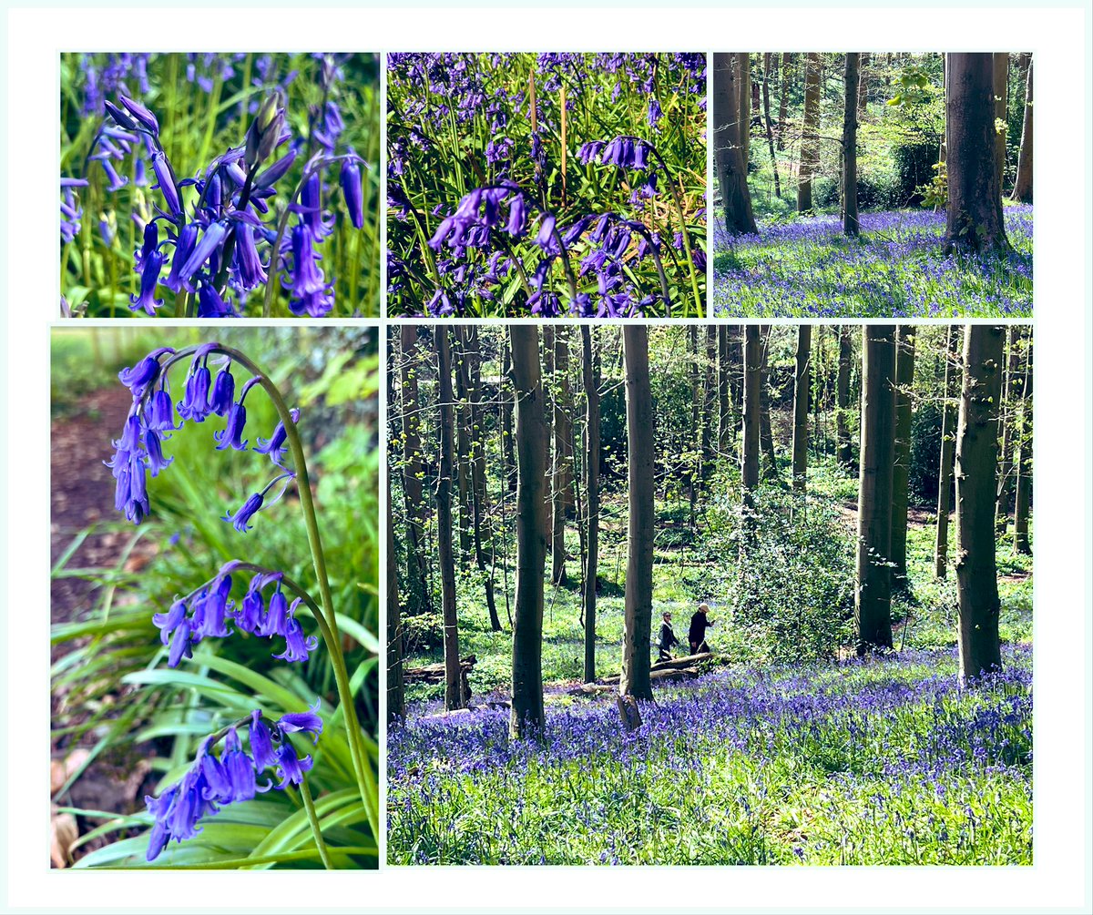 Lussas's tweet photo. English bluebells at Ashton Court Bristol today #WildflowerHour https://t.co/bwrmjO6DI1