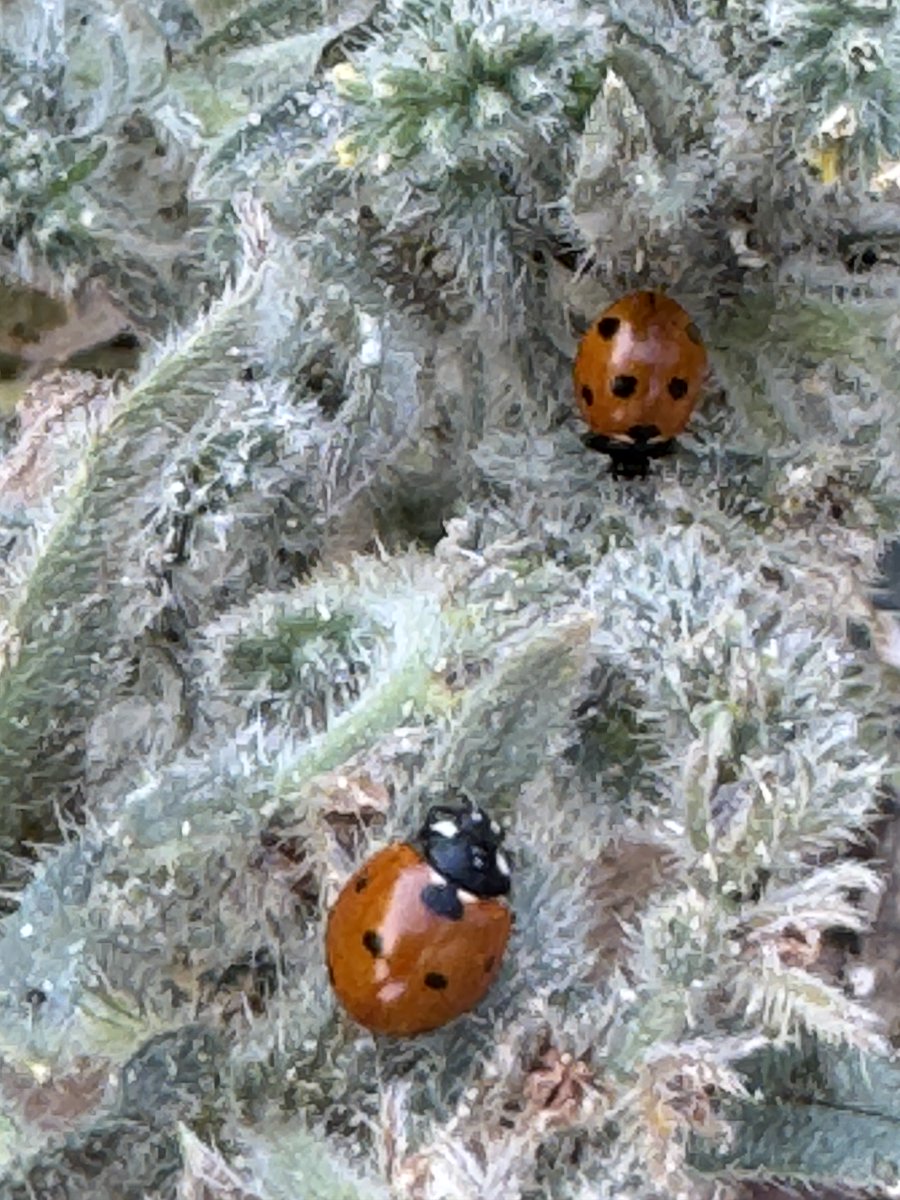 Charlie's Circus, Charlie's Monkeys tweet media