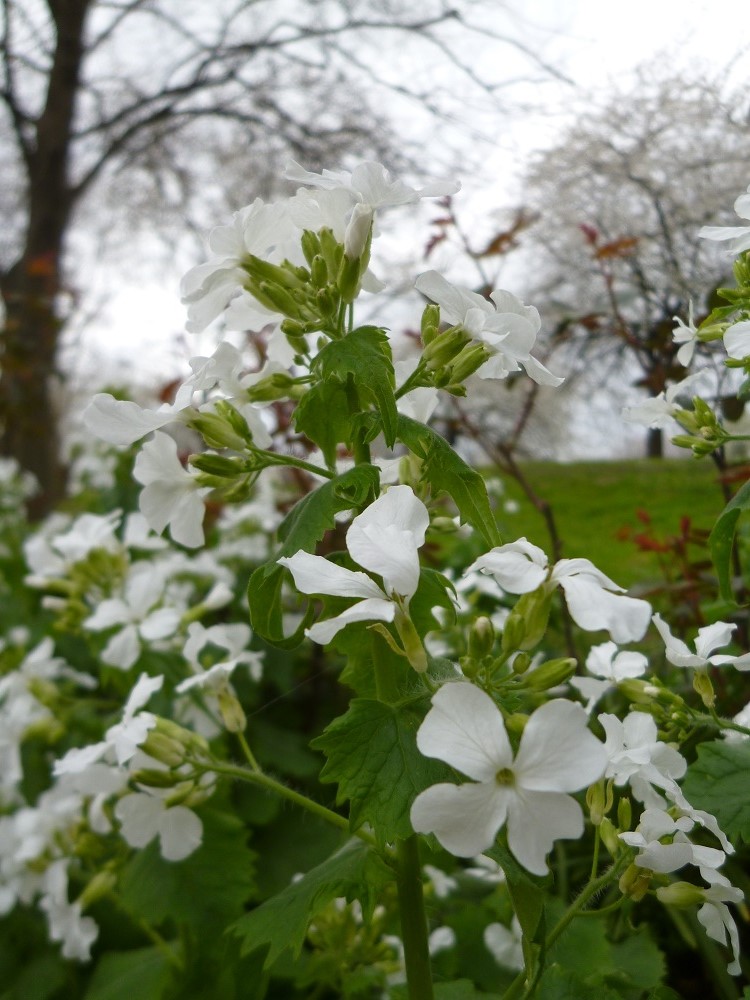 CommunityGdnsLondon tweet media