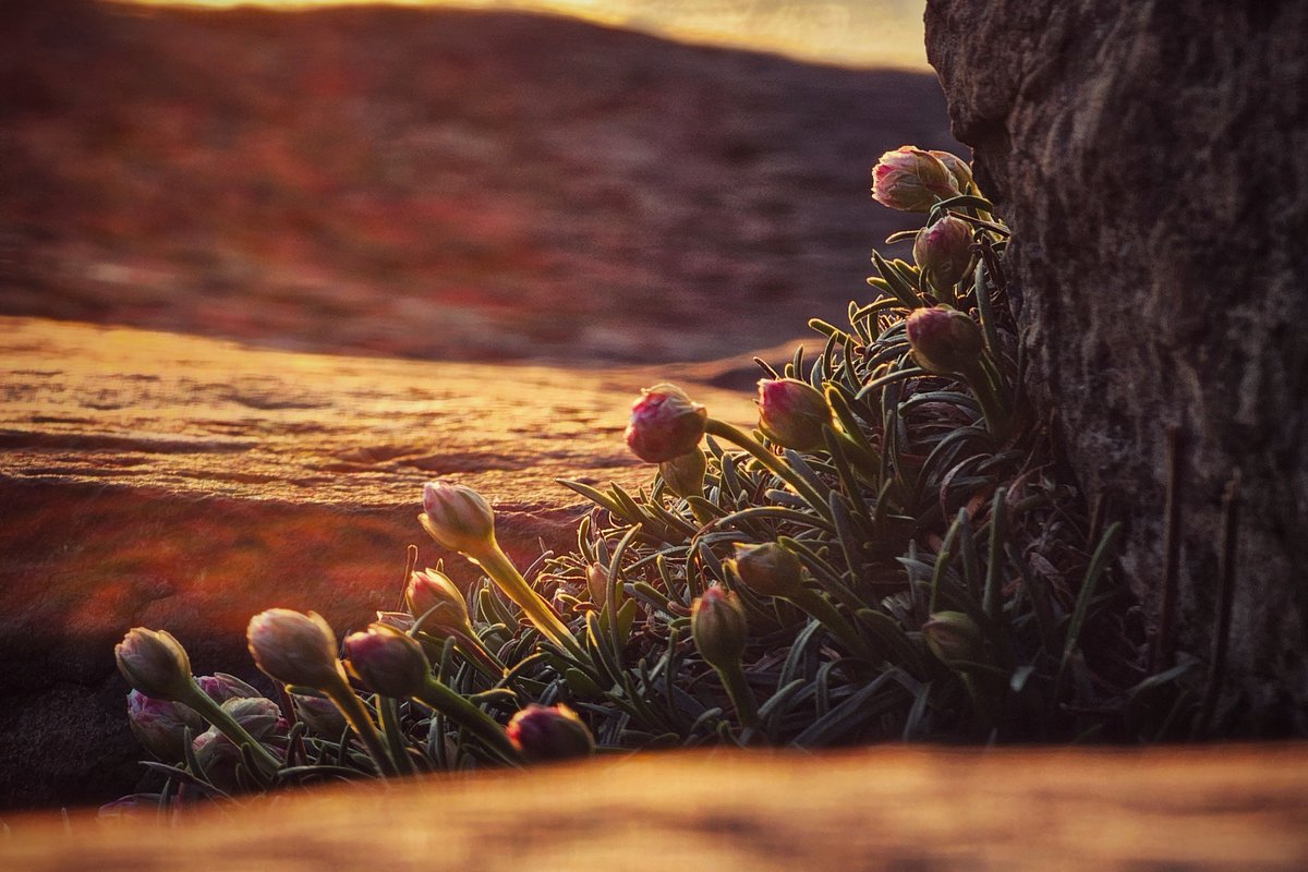 pocketireland's tweet photo. 1 YEAR AGO FLASHBACK: Flowers Enjoying the Sunset

#photography #EastCoastKin #SeaThrift #Ireland #GoldenHour #Wildflowers #CoastalLife #NatureLovers #IrishSpring #GiantsCauseway https://t.co/4IZtv7ZkW3