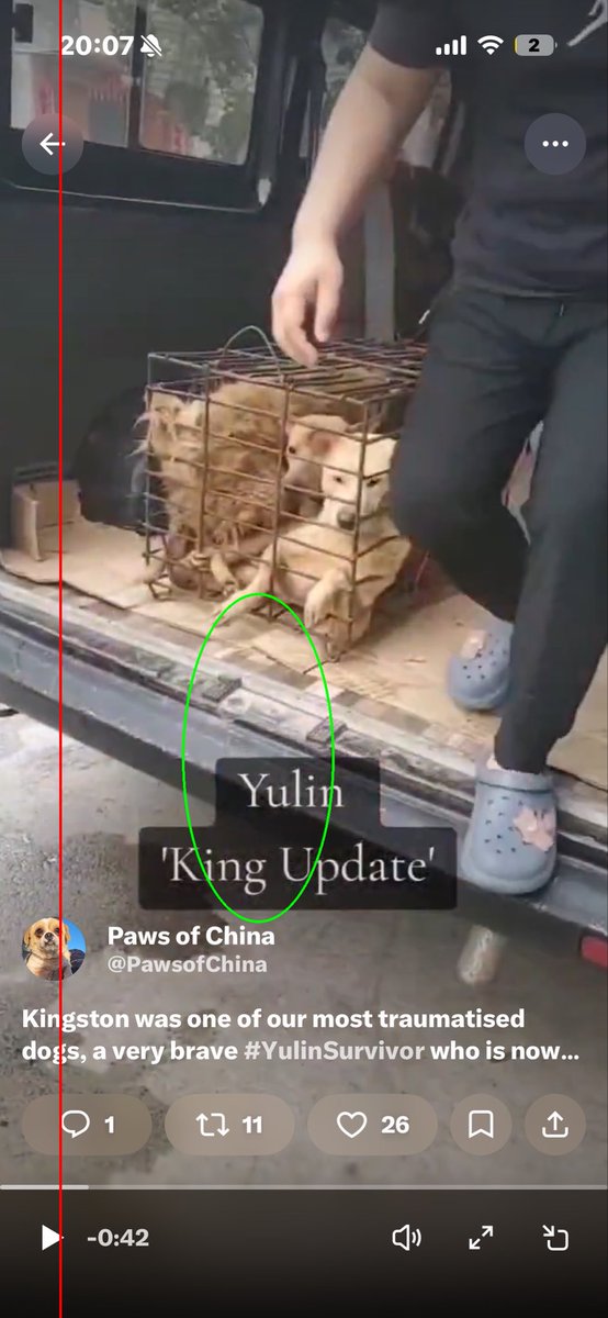 Paws of China tweet media