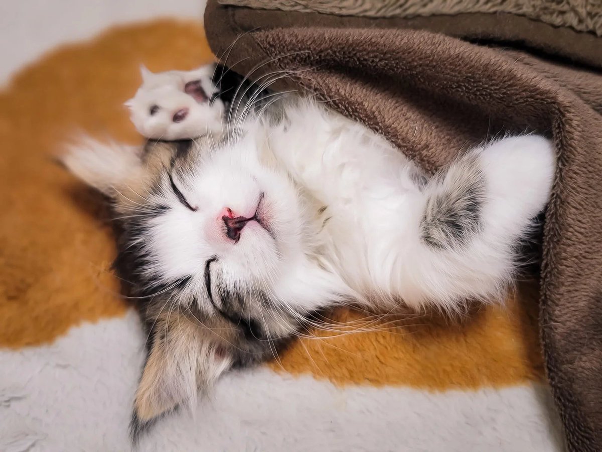 らすく tweet media