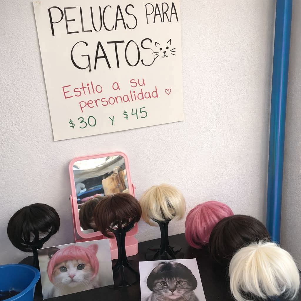 ilebe 🏃‍♀️🐈🐾🐕 tweet media