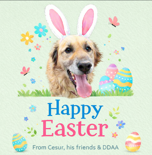 Dog Desk Animal Action tweet media