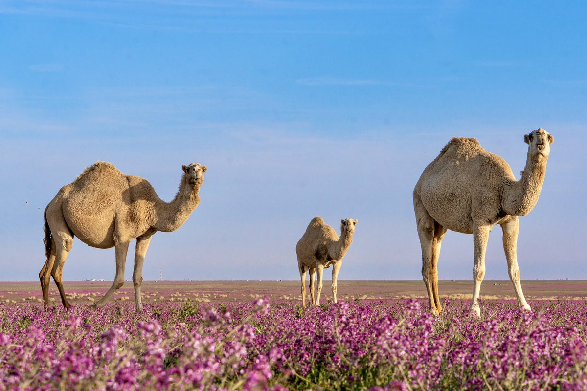 AlShamal Pinterest tweet media