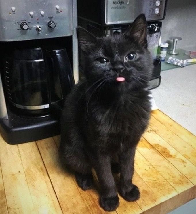 Black cats are not bad luck tweet media