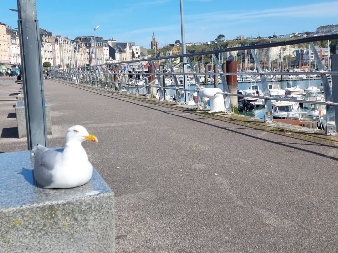 Avner Solal tweet media