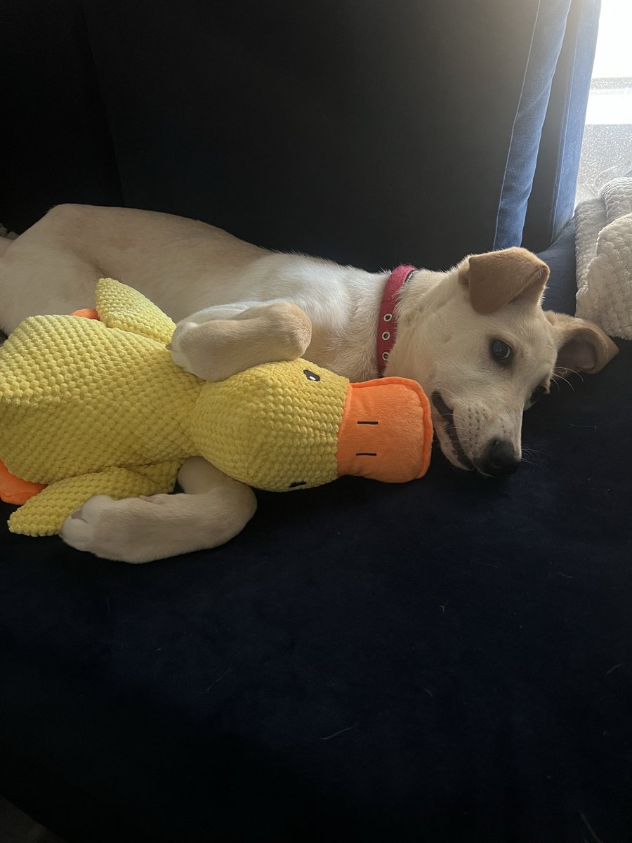 Kωννα(ν) η Βάρβαρη tweet media