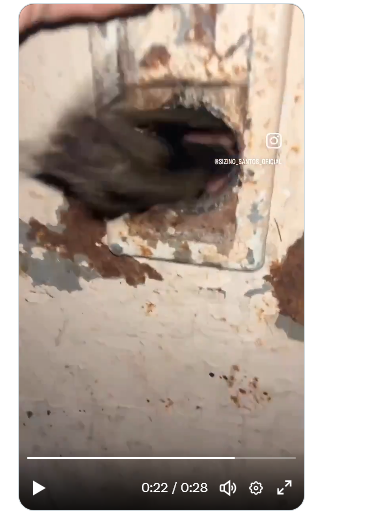 viviane Brandão tweet media