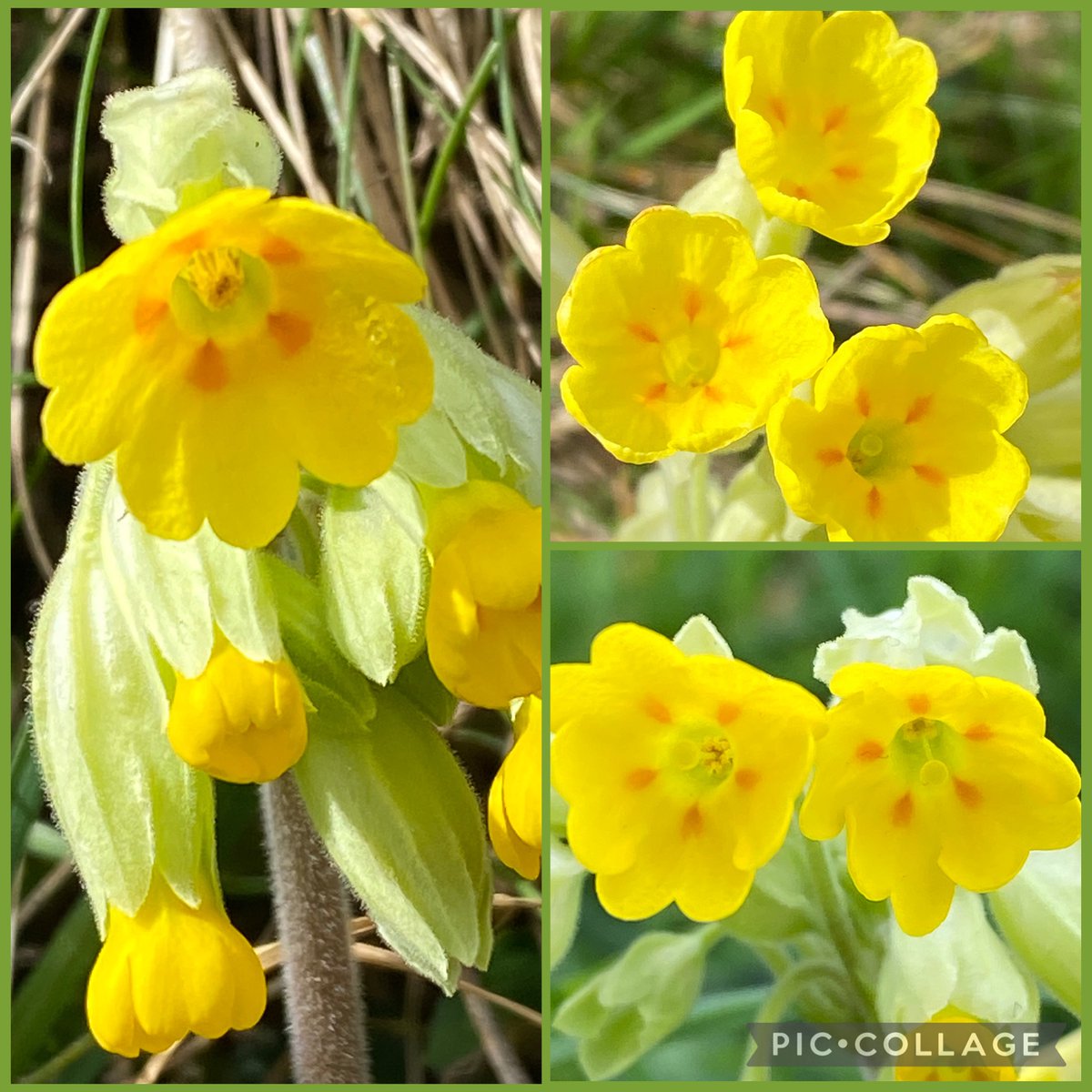 Michelle Clarke tweet media