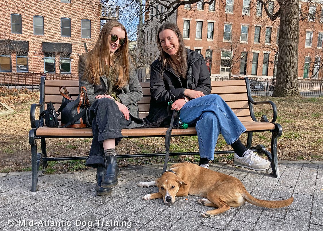 midatlanticdogs's tweet photo. Congratulations to Lily and her owners, two busy medical professionals, who rose to the challenge of stepping up to ensure Lily got the training, attention and structure needed to be a happy, secure and well mannered young companion. https://t.co/lA6GWunFwN