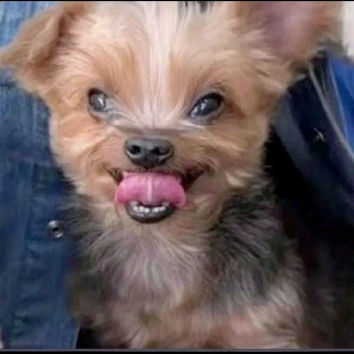 mer ⚔️࣪ ִֶָ☾. tweet media