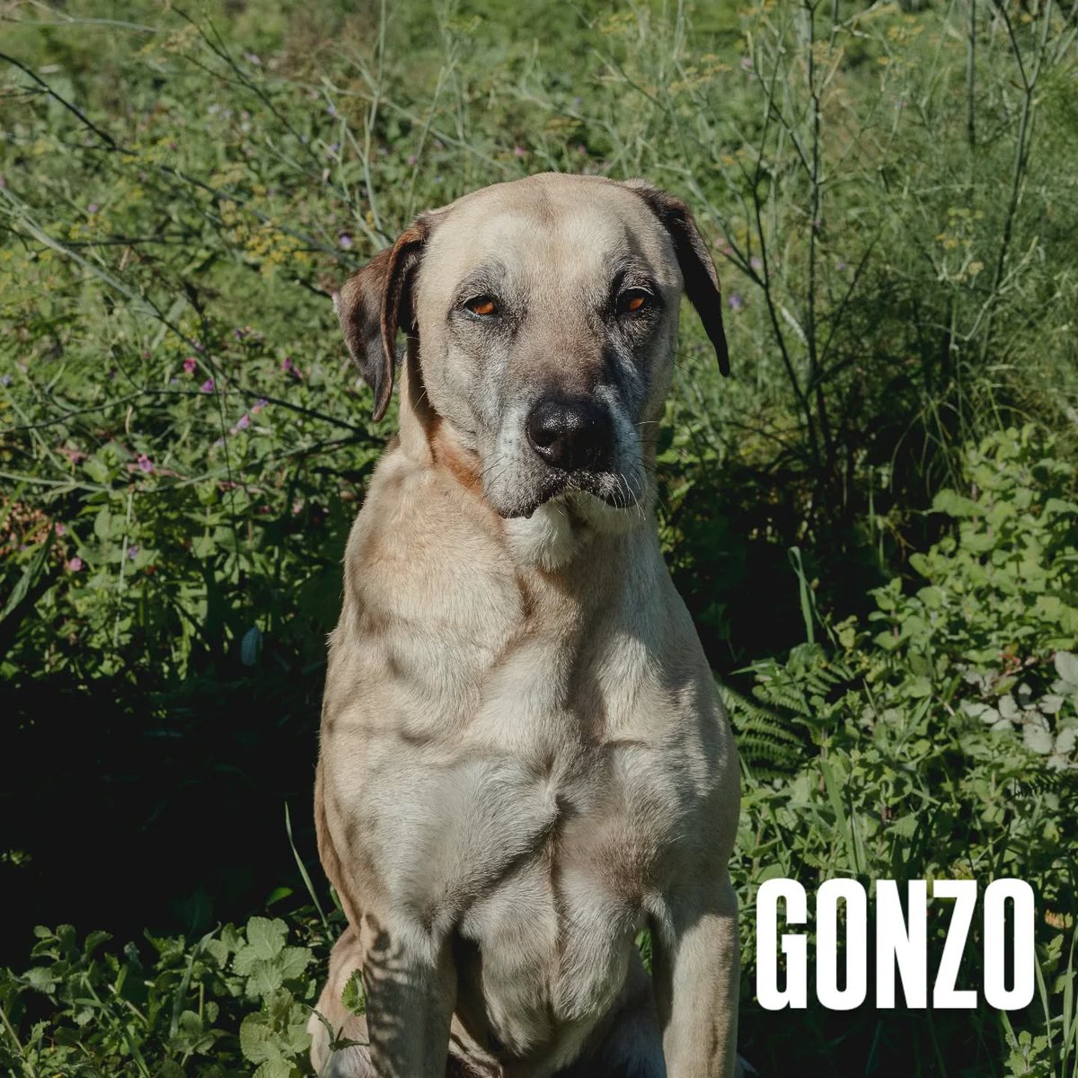 SOS Abuelos tweet media