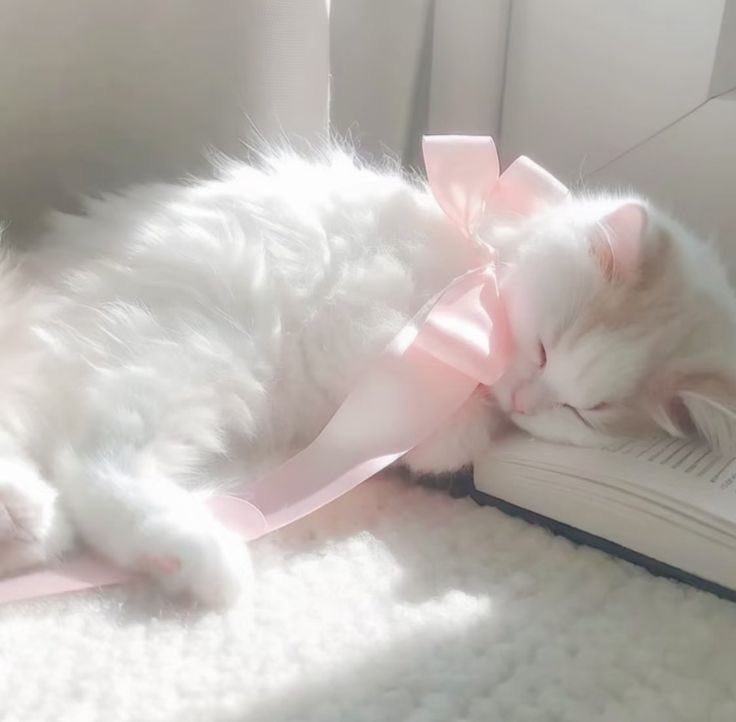 athena 🍓 tweet media