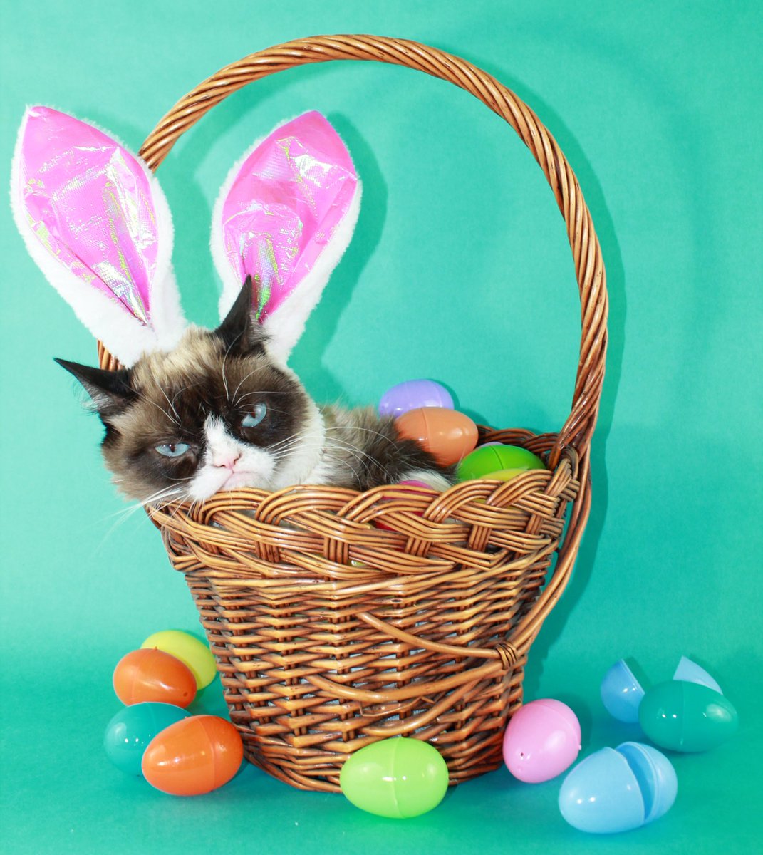 Grumpy Cat tweet media