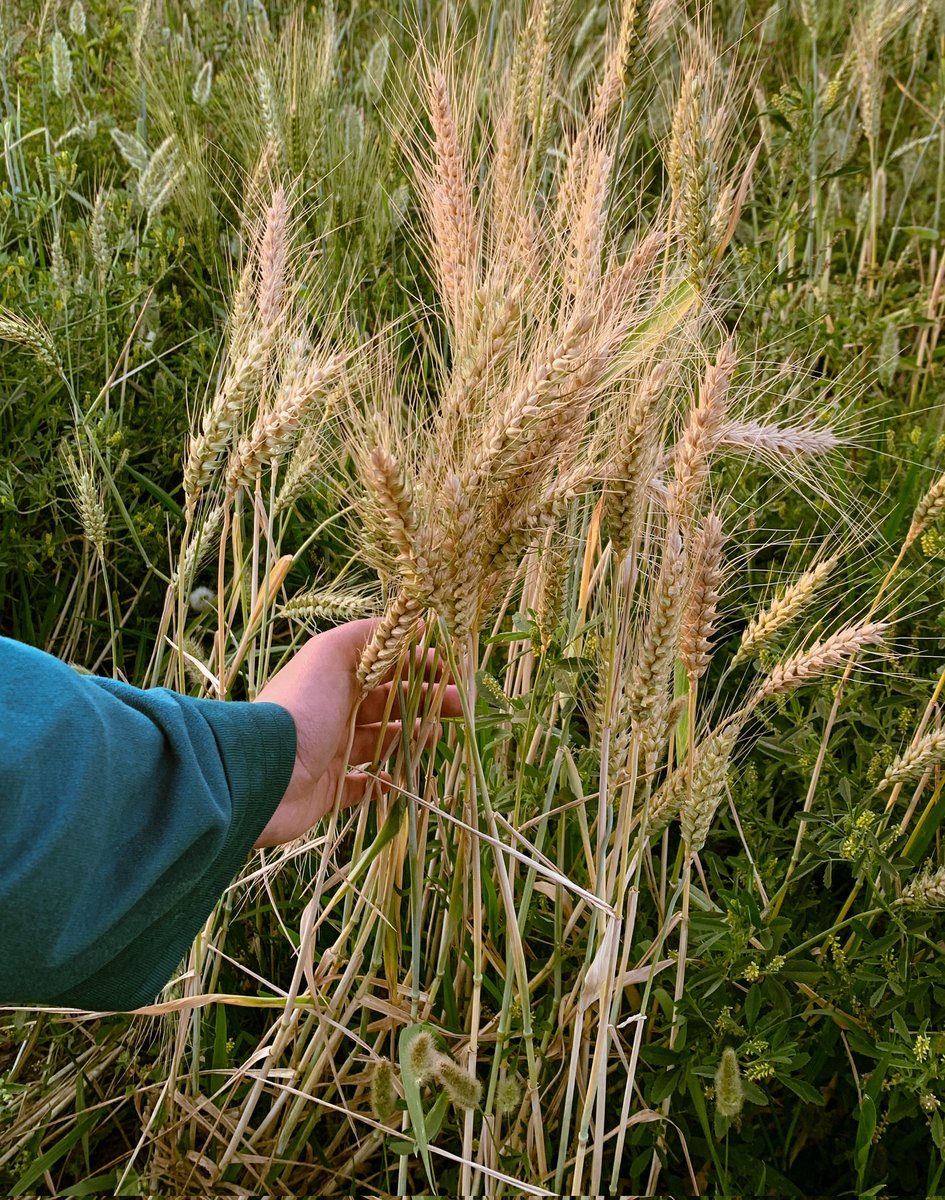 جهاد 𓃴 tweet media