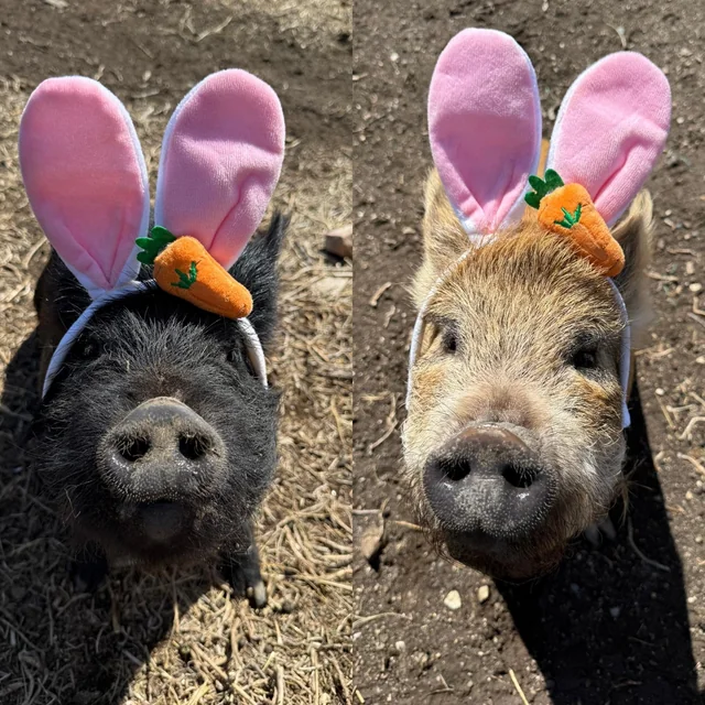 Das Grunzi tweet media