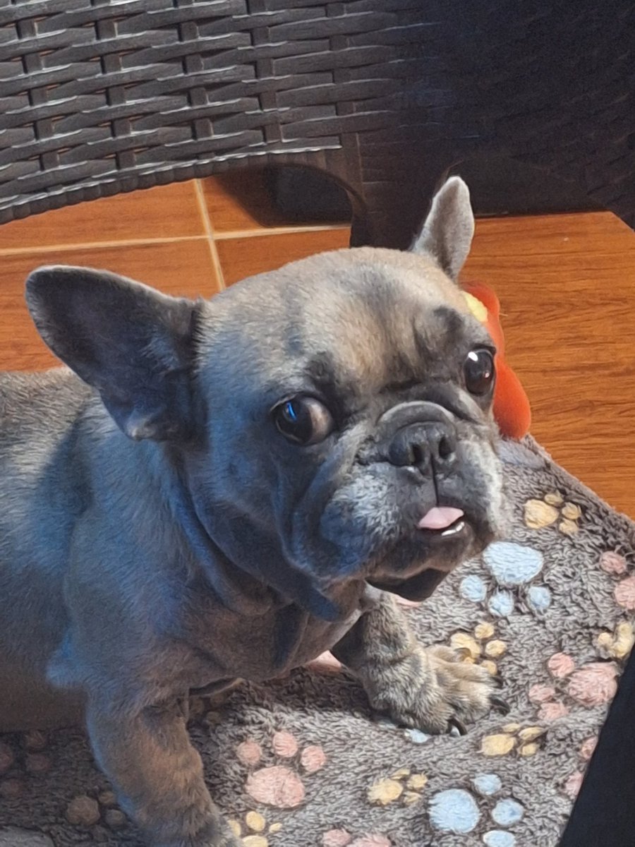 Bestkiboo (COMMISSIONS CLOSED) tweet media