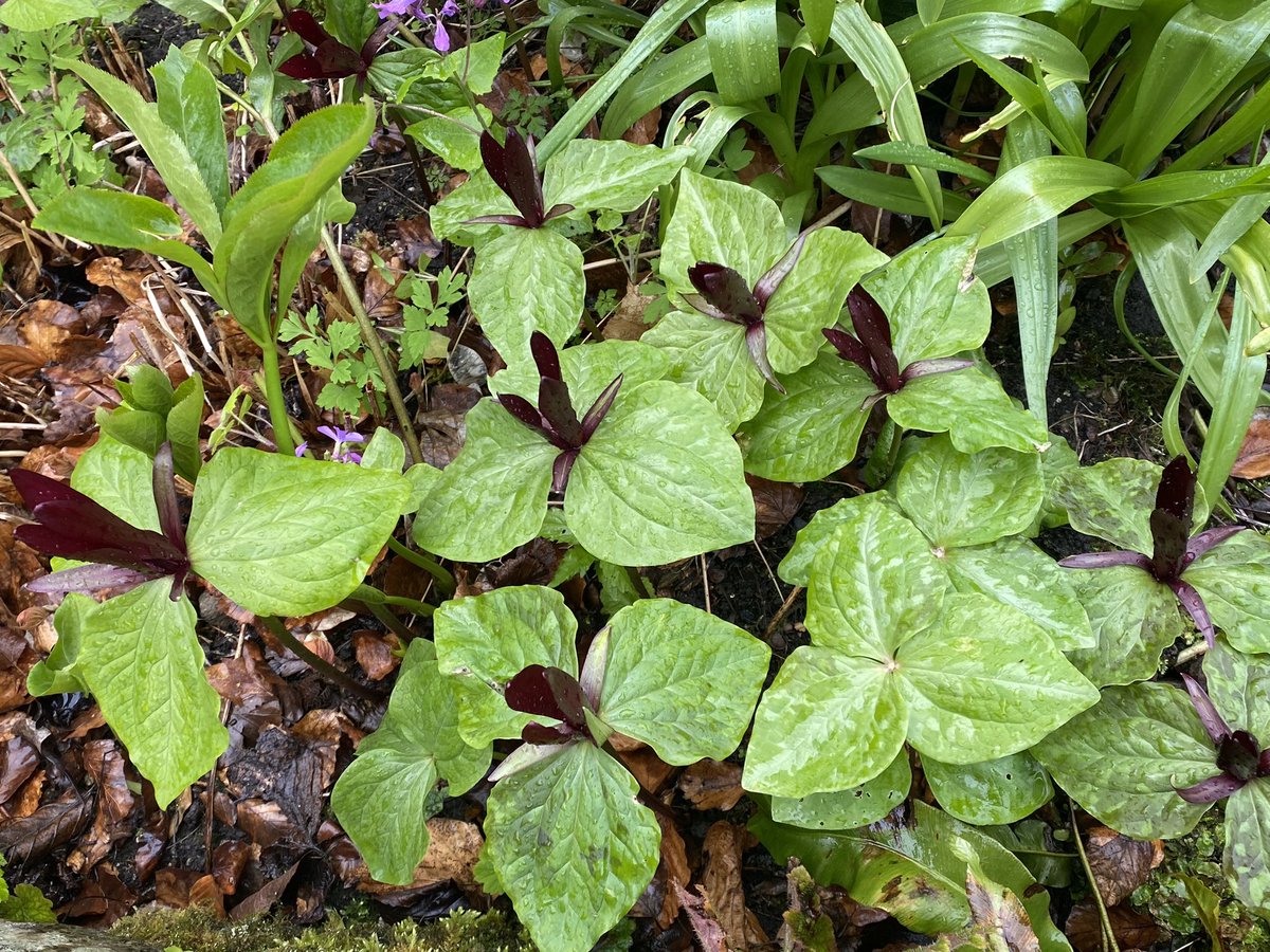 Michael Myers tweet media