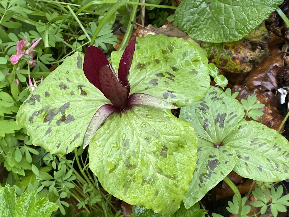 Michael Myers tweet media