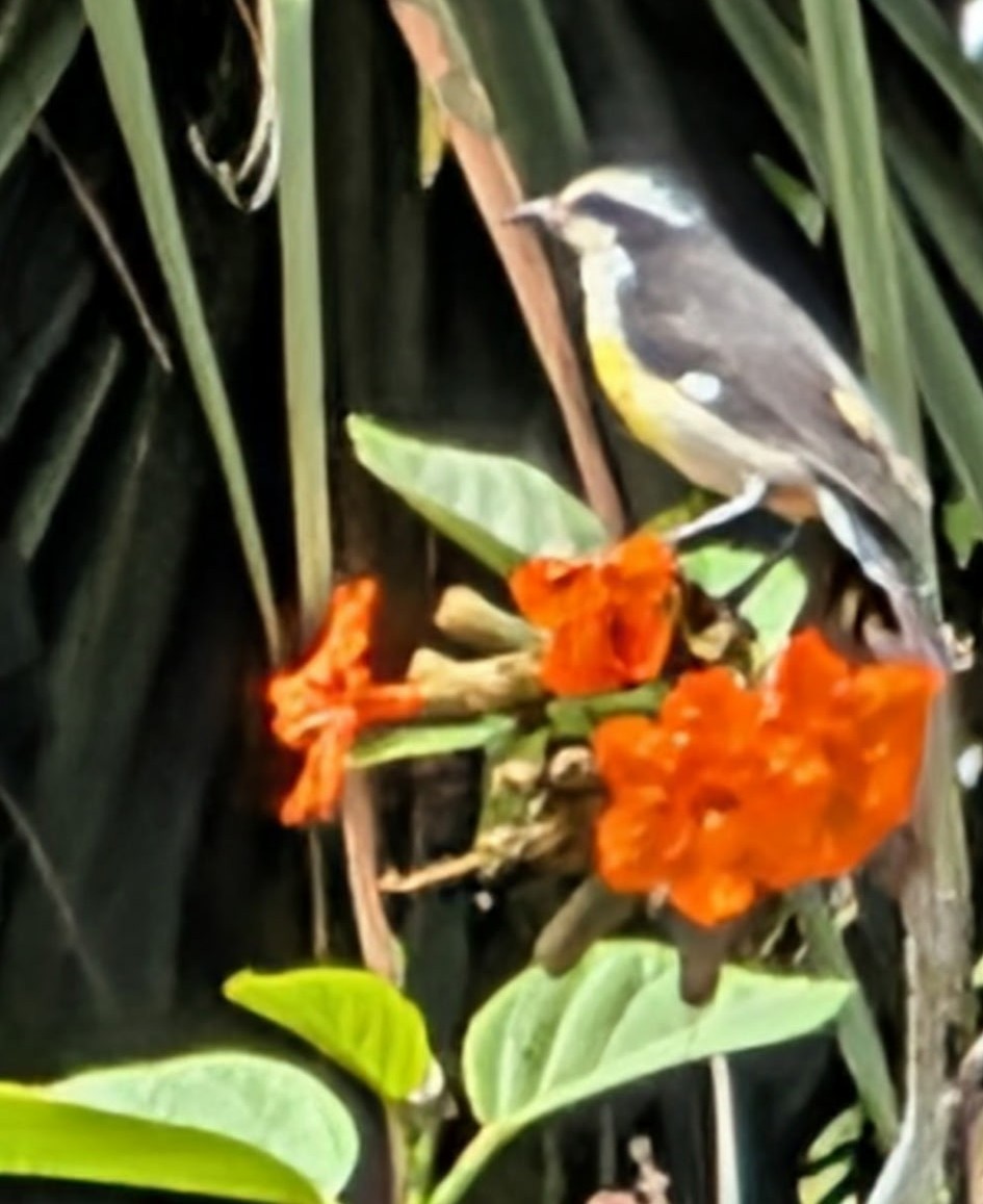 Rare Bird Alert tweet media